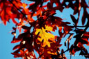 The Season of Colors